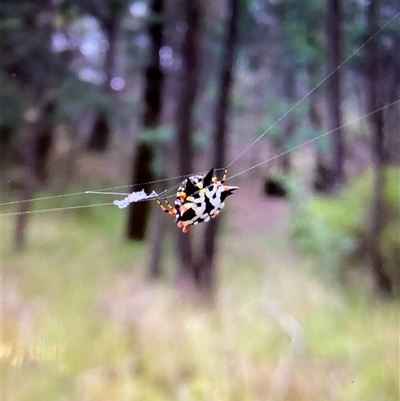 Austracantha minax (Christmas Spider, Jewel Spider) at Broke, NSW - Yesterday by RoyP