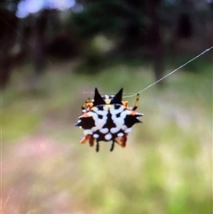 Austracantha minax at Broke, NSW - 27 May 2025 04:50 PM