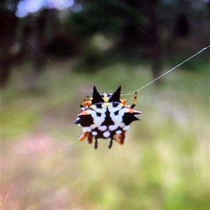 Austracantha minax at Broke, NSW - 27 May 2025 04:50 PM