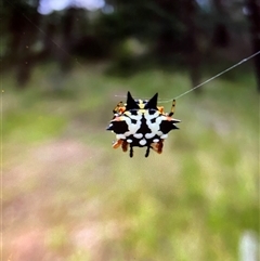 Austracantha minax at Broke, NSW - 27 May 2025 04:50 PM