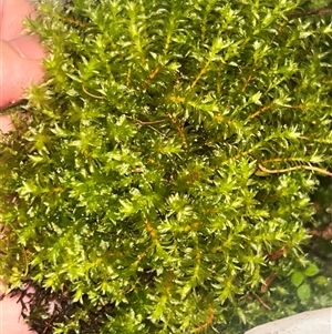 Unverified Lichen, Moss or other Bryophyte at Umina Beach, NSW - 27 May 2025 by caay