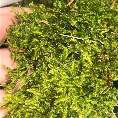 Unverified Lichen, Moss or other Bryophyte at Umina Beach, NSW - 27 May 2025 by caay