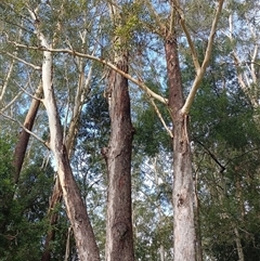 Unverified Gum Tree at Hydes Creek, NSW - 24 Apr 2025 by jason_john