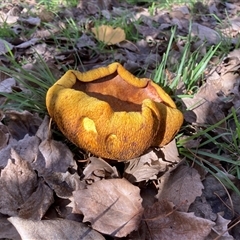Unverified Fungus at Yarralumla, ACT - 27 May 2025 by Cardy