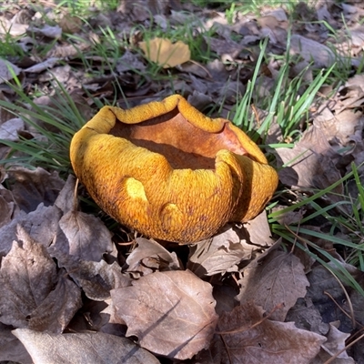 Unverified Fungus at Yarralumla, ACT - 27 May 2025 by Cardy