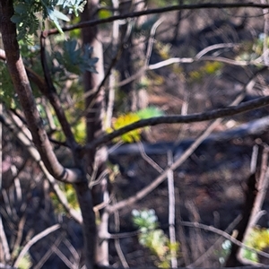 Acacia baileyana (Cootamundra Wattle, Golden Mimosa) at Watson, ACT - 26 May 2025 by abread111