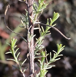 Chrysocephalum semipapposum at Crowther, NSW - Yesterday by Frecko