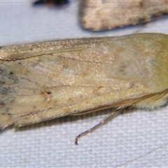Helicoverpa (genus) (A bollworm) at Longreach, QLD - 31 Oct 2009 by PJH123