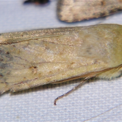 Helicoverpa (genus) (A bollworm) at Longreach, QLD - 31 Oct 2009 by PJH123