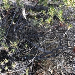 Monotoca scoparia (Broom Heath) at Crowther, NSW - 27 May 2025 by Frecko