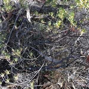 Monotoca scoparia at Crowther, NSW - Yesterday by Frecko