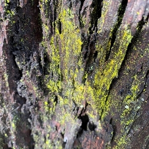 Unverified Lichen, Moss or other Bryophyte at Broke, NSW - Yesterday by RoyP