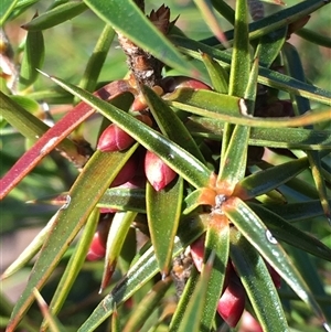 Melichrus erubescens at Crowther, NSW - Yesterday by Frecko