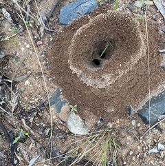 Aphaenogaster sp. at Broke, NSW - 20 May 2025 09:09 AM