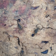 Lychas marmoreus (Little Marbled Scorpion) at Crowther, NSW - 5 Jul 2017 by Frecko