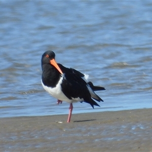Haematopus longirostris at Lucinda, QLD - 14 May 2025 by TerryS