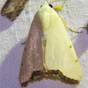 Xanthodes amata at Longreach, QLD - 31 Oct 2009 by PJH123