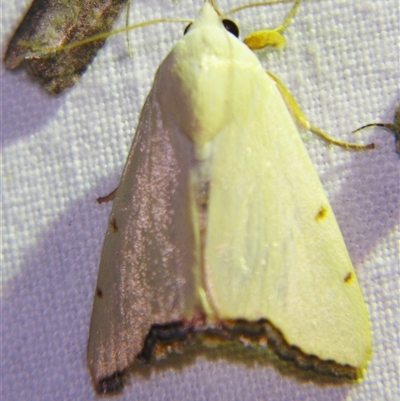 Xanthodes amata (A Noctuid moth (Nolidae) at Longreach, QLD - 31 Oct 2009 by PJH123