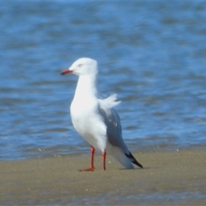 Chroicocephalus novaehollandiae at Lucinda, QLD - 14 May 2025 by TerryS