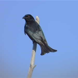 Eurystomus orientalis at Lucinda, QLD - 14 May 2025 by TerryS