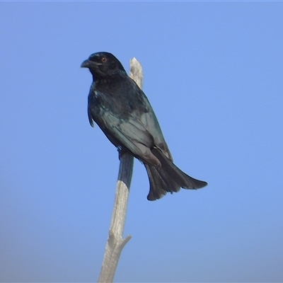 Dicrurus bracteatus (Spangled Drongo) at Lucinda, QLD - 14 May 2025 by TerryS