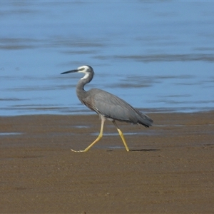 Egretta novaehollandiae at Lucinda, QLD - 14 May 2025 by TerryS