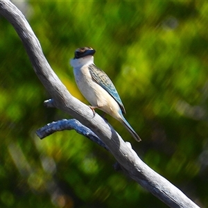 Todiramphus sanctus at Lucinda, QLD - 14 May 2025 by TerryS
