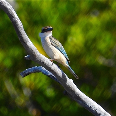 Todiramphus sanctus at Lucinda, QLD - 14 May 2025 by TerryS