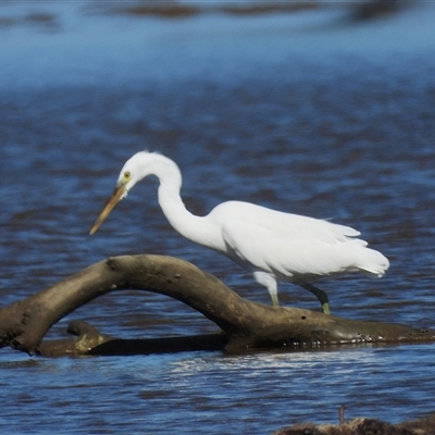 Ardea alba at Lucinda, QLD - 14 May 2025 by TerryS