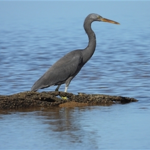 Egretta novaehollandiae at Lucinda, QLD - 14 May 2025 by TerryS
