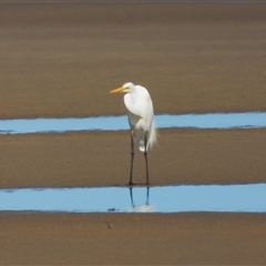 Ardea alba at Lucinda, QLD - 14 May 2025 by TerryS