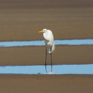 Ardea alba at Lucinda, QLD - 14 May 2025 by TerryS