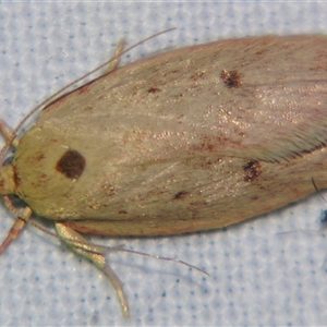 Unverified Concealer moth (Oecophoridae) at Longreach, QLD - 31 Oct 2009 by PJH123