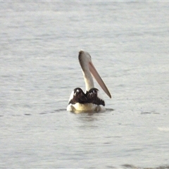 Pelecanus conspicillatus (Australian Pelican) at Lucinda, QLD - 15 May 2025 by TerryS