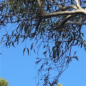 Eucalyptus blakelyi at Crowther, NSW - Yesterday by Frecko