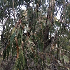 Eucalyptus goniocalyx (Bundy Box) at Crowther, NSW - 27 May 2025 by Frecko