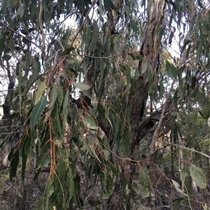 Eucalyptus globulus subsp. bicostata at Crowther, NSW - Yesterday by Frecko