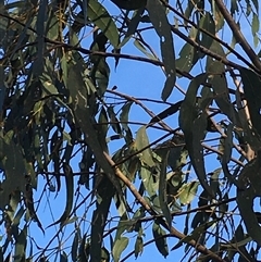 Eucalyptus goniocalyx at Crowther, NSW - 27 May 2025 08:51 AM