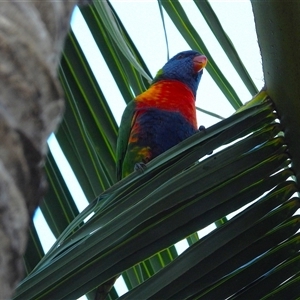 Trichoglossus moluccanus at Lucinda, QLD - 15 May 2025 by TerryS