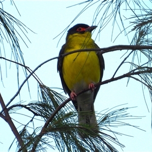Sphecotheres vieilloti at Lucinda, QLD - 15 May 2025 by TerryS
