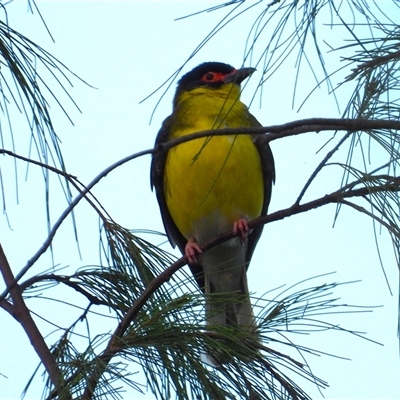 Sphecotheres vieilloti (Australasian Figbird) at Lucinda, QLD - 15 May 2025 by TerryS