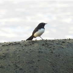 Rhipidura leucophrys at Lucinda, QLD - 15 May 2025 by TerryS