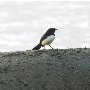 Rhipidura leucophrys at Lucinda, QLD - 15 May 2025 by TerryS
