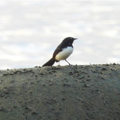 Rhipidura leucophrys at Lucinda, QLD - 15 May 2025 by TerryS