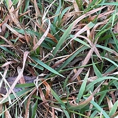 Microlaena stipoides (Weeping Grass) at Latham, ACT - 27 May 2025 by Jennybach