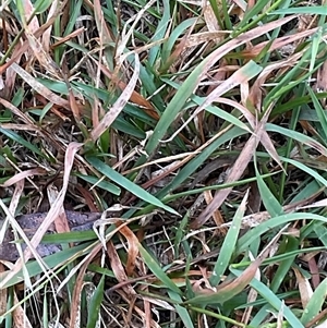 Microlaena stipoides at Latham, ACT - Yesterday by Jennybach