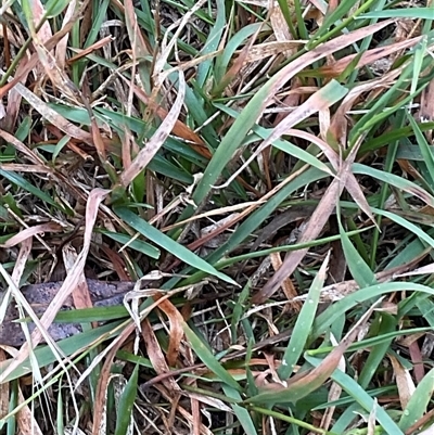 Microlaena stipoides (Weeping Grass) at Latham, ACT - 27 May 2025 by Jennybach