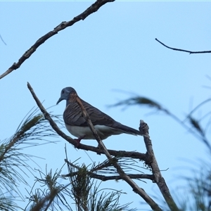 Geopelia humeralis at Lucinda, QLD - 15 May 2025 by TerryS