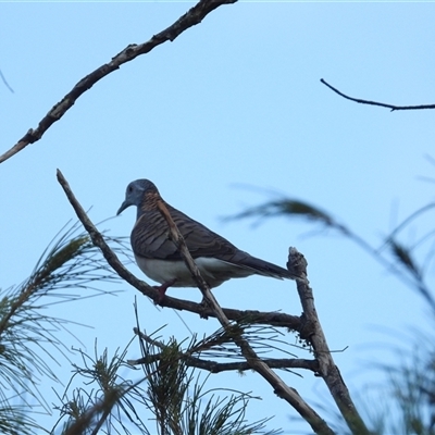 Geopelia humeralis at Lucinda, QLD - 15 May 2025 by TerryS