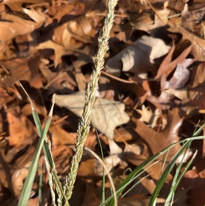 Sporobolus africanus (Parramatta Grass, Rat's Tail Grass) at Latham, ACT - 27 May 2025 by Jennybach